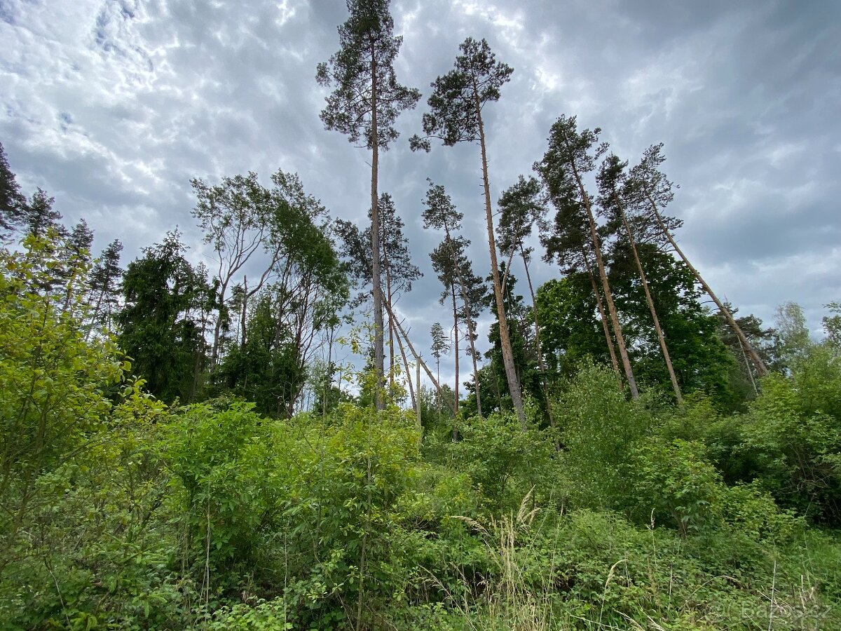 Lesní pozemek Lštění nad Zubřinou - 9