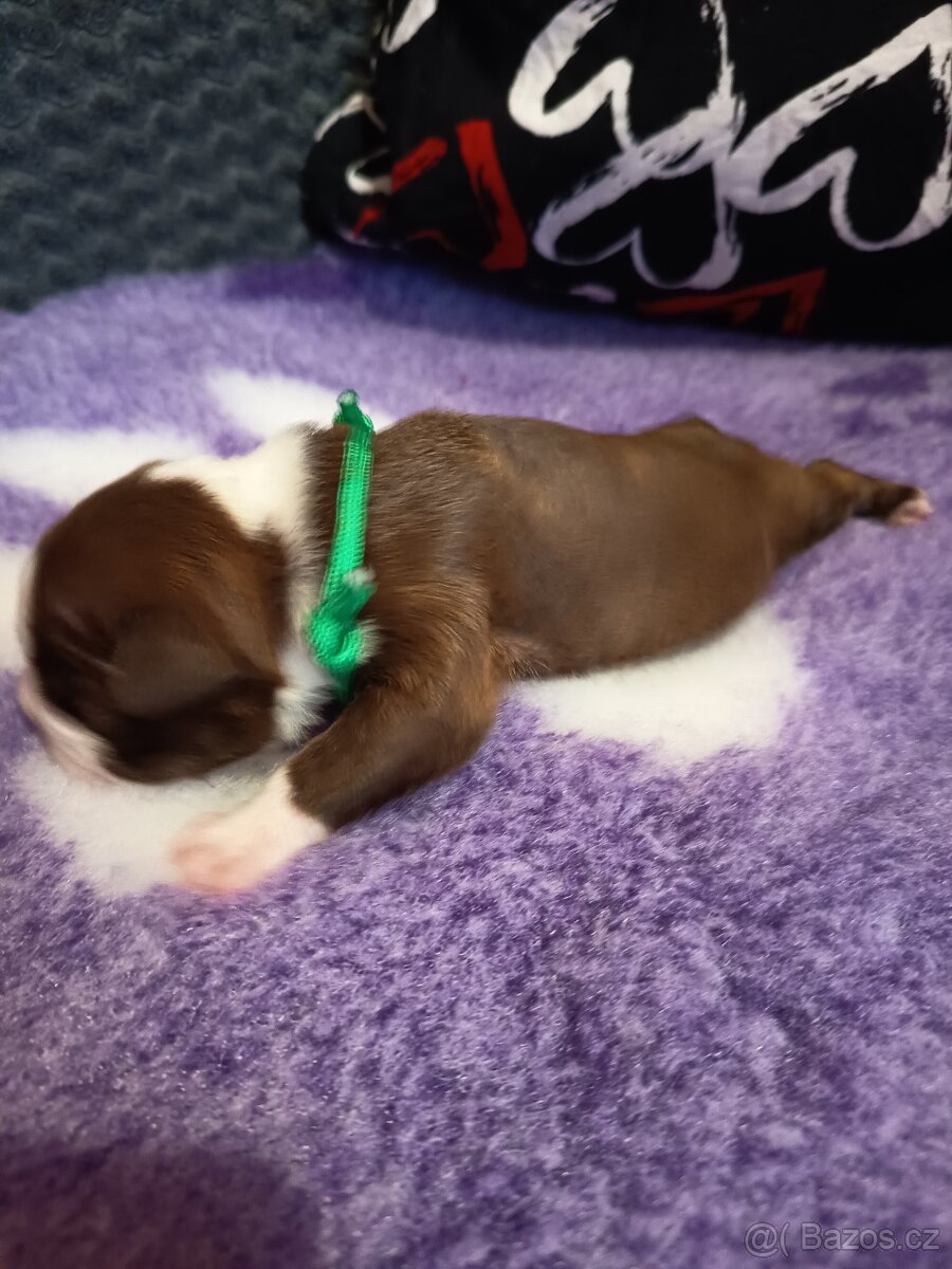 Bostonský teriér colorred - 9