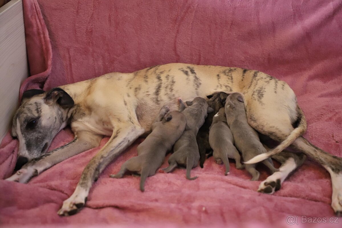 Whippet / Vipet s PP - 9