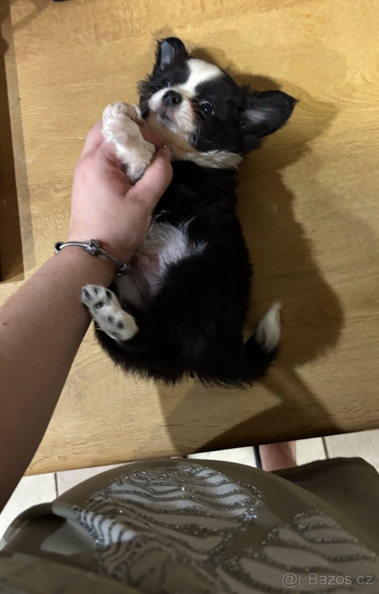 Chlapečkové čivava s PP FCI - 9