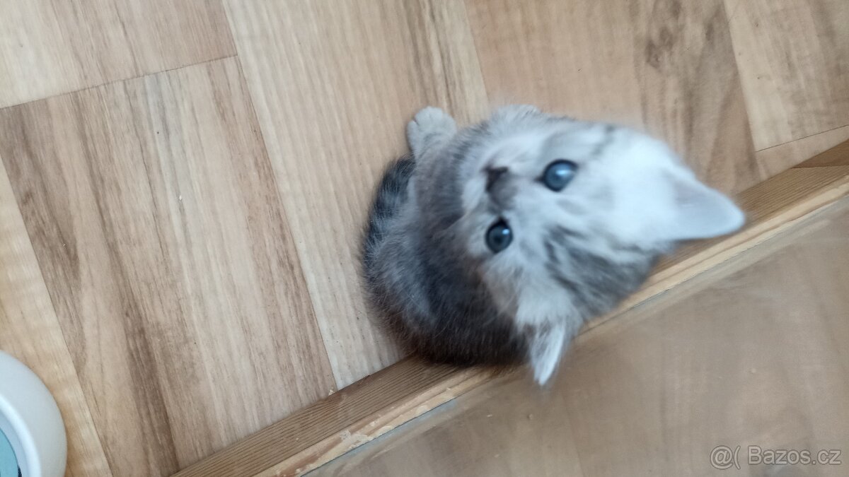 Britský stříbřitý kocourek whiskas s PP - 9