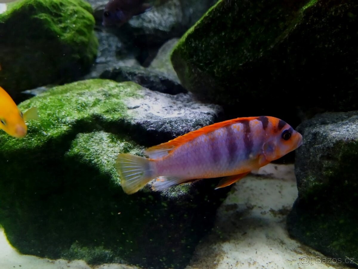 Tlamovci Malawi 38 - 9