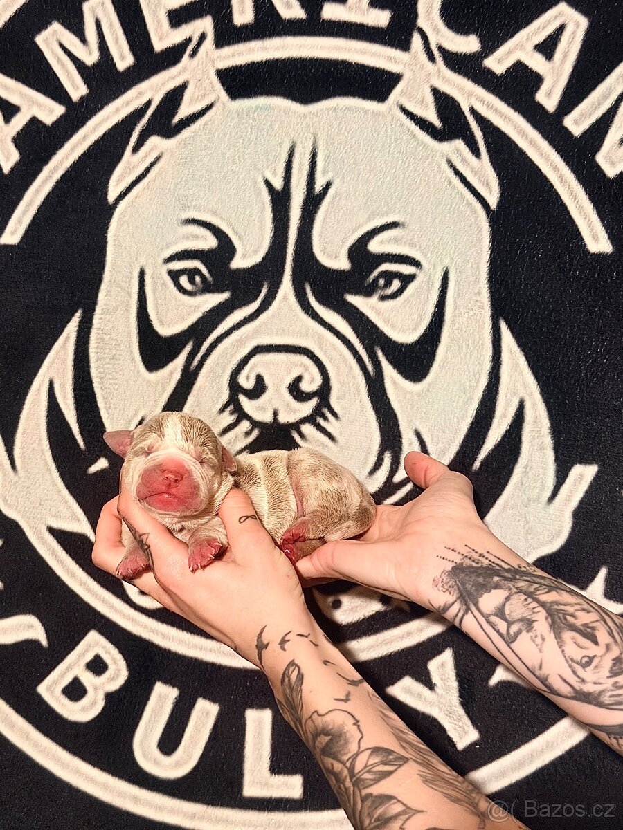 American Bully XL Tricolor - 9