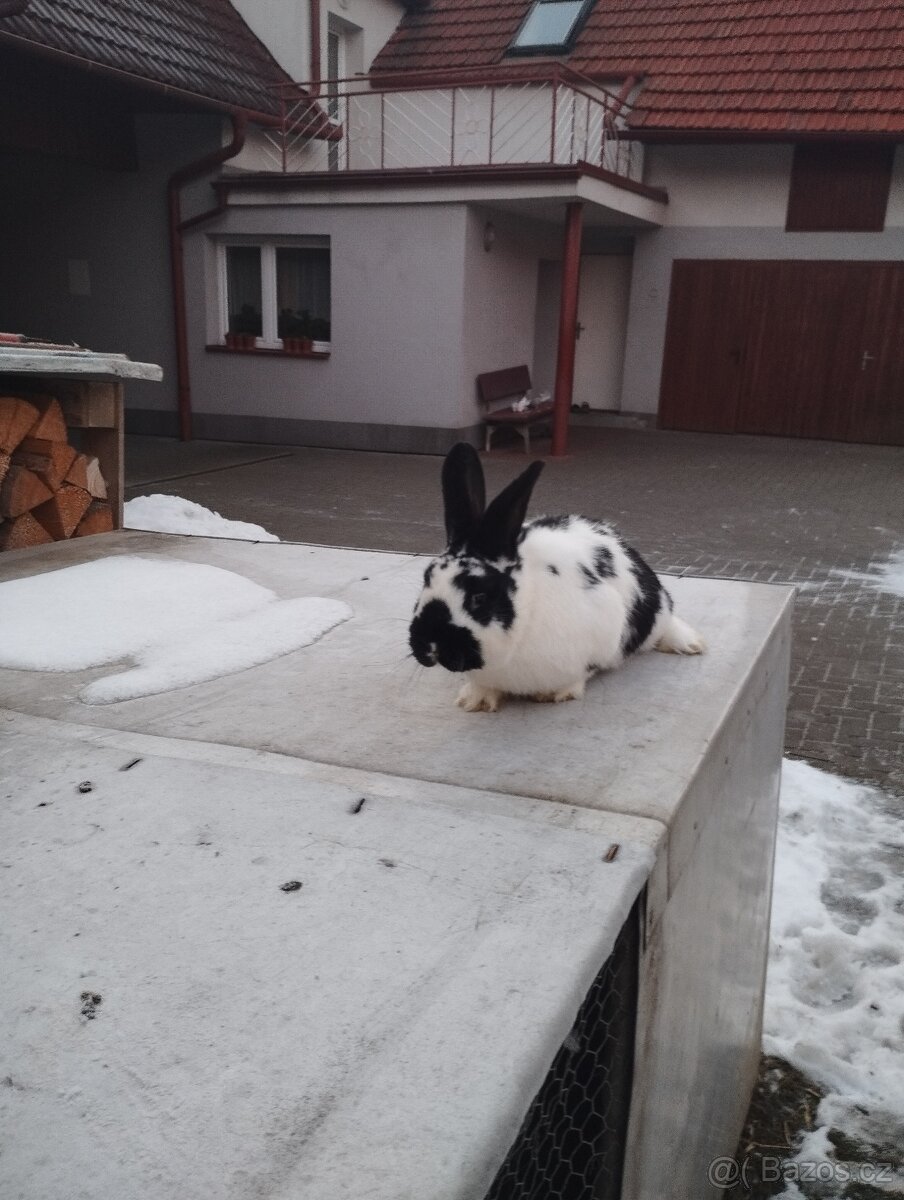 Německé obrovité - 9