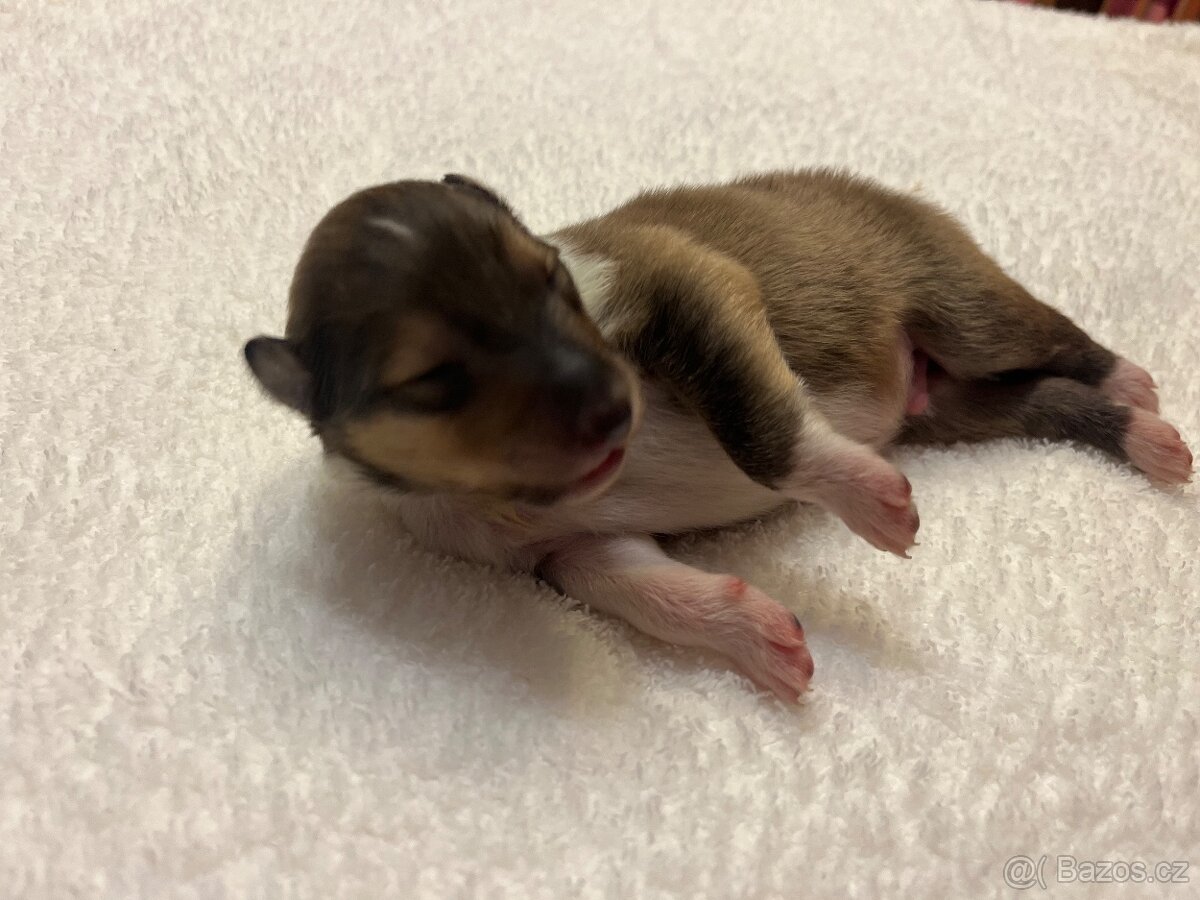 Skotská dlouhosrstá kolie - 9