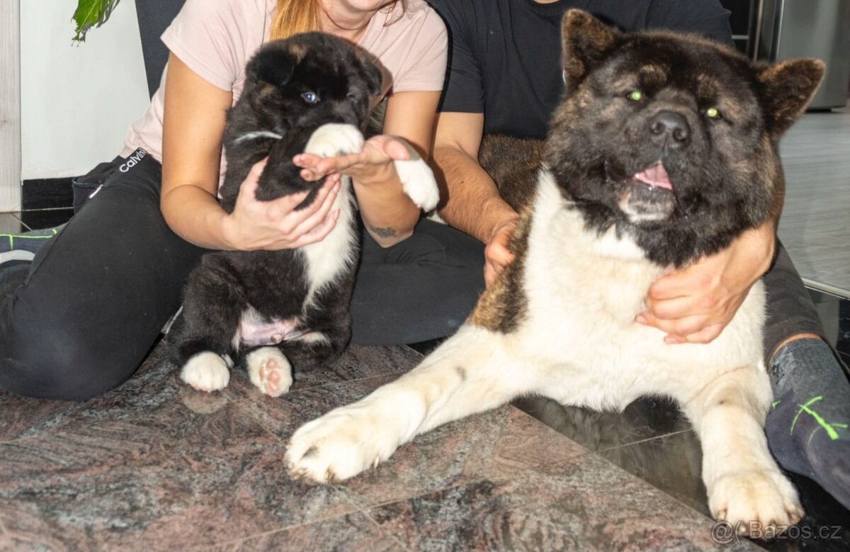 Krytí Americká Akita - 9