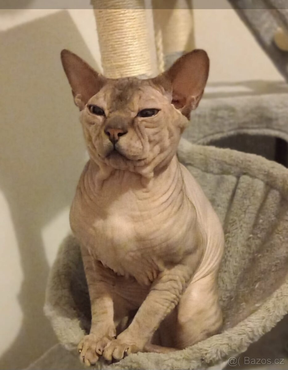 Kocour kanadský sphynx s PP ke krytí - 9