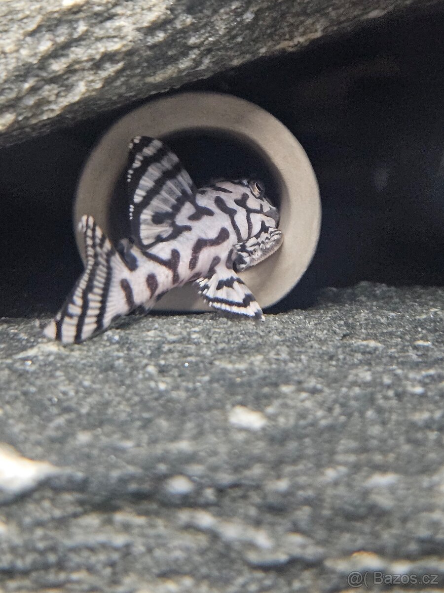 L 236 Super White - odchov - 9