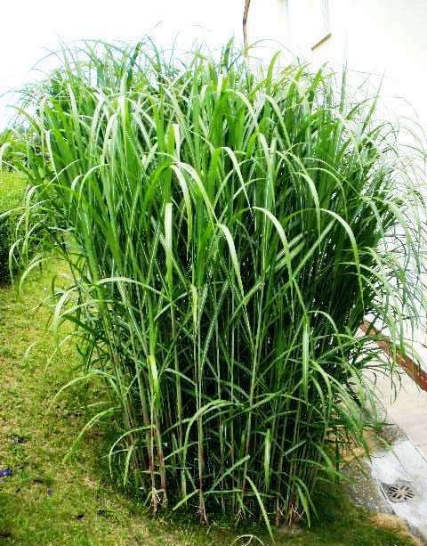 MISCANTHUS GIGANTEUS ♥ OZDOBNICE OBROVSKÁ - 9