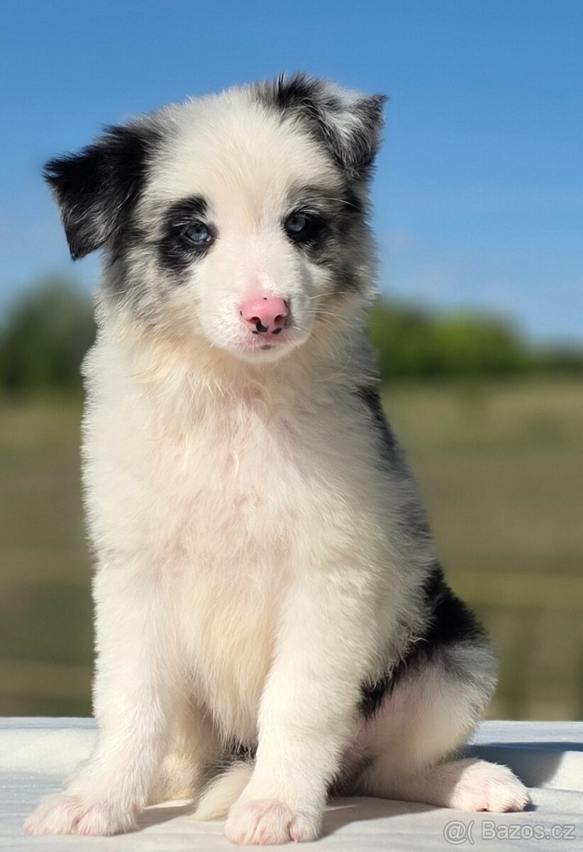 Border kolie Collie/ kólia - 9