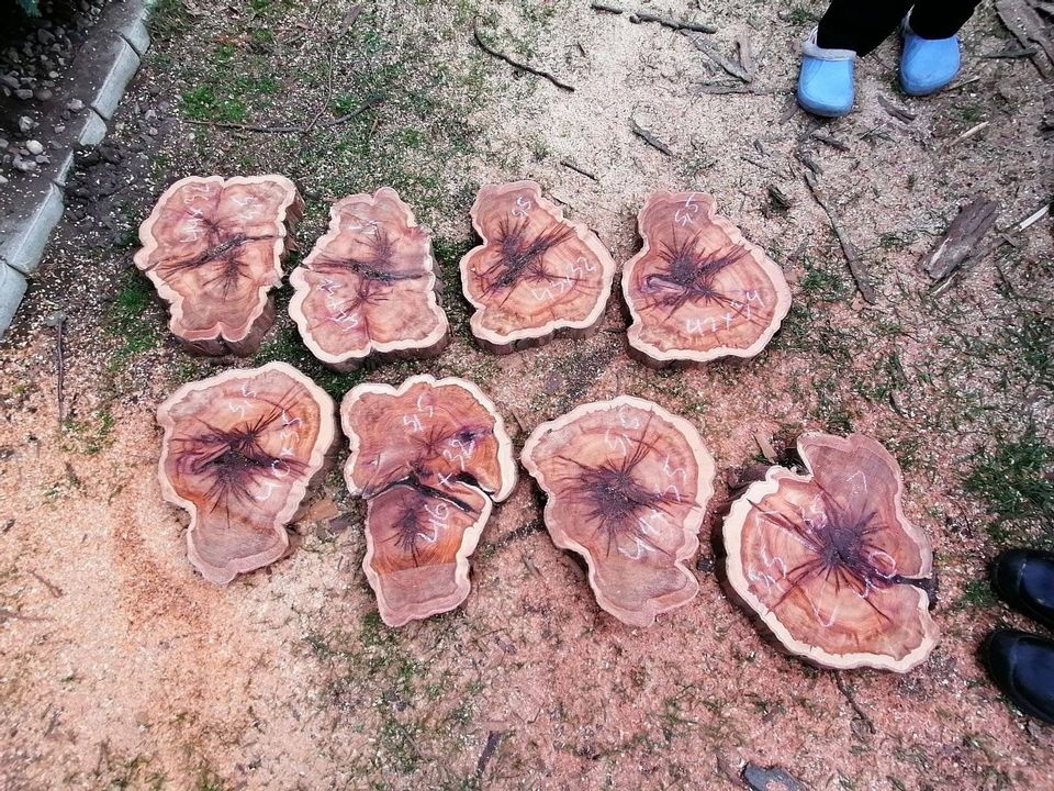 Fošny, hranolky, prkna, odřezky přes 66 dřevin - 9