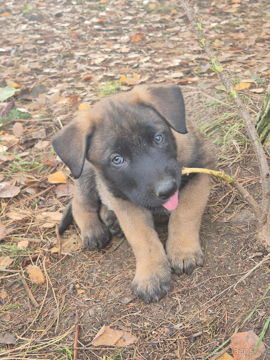 Štěně Belgického (75% podíl) a Německého ovčáka (25% podí - 9