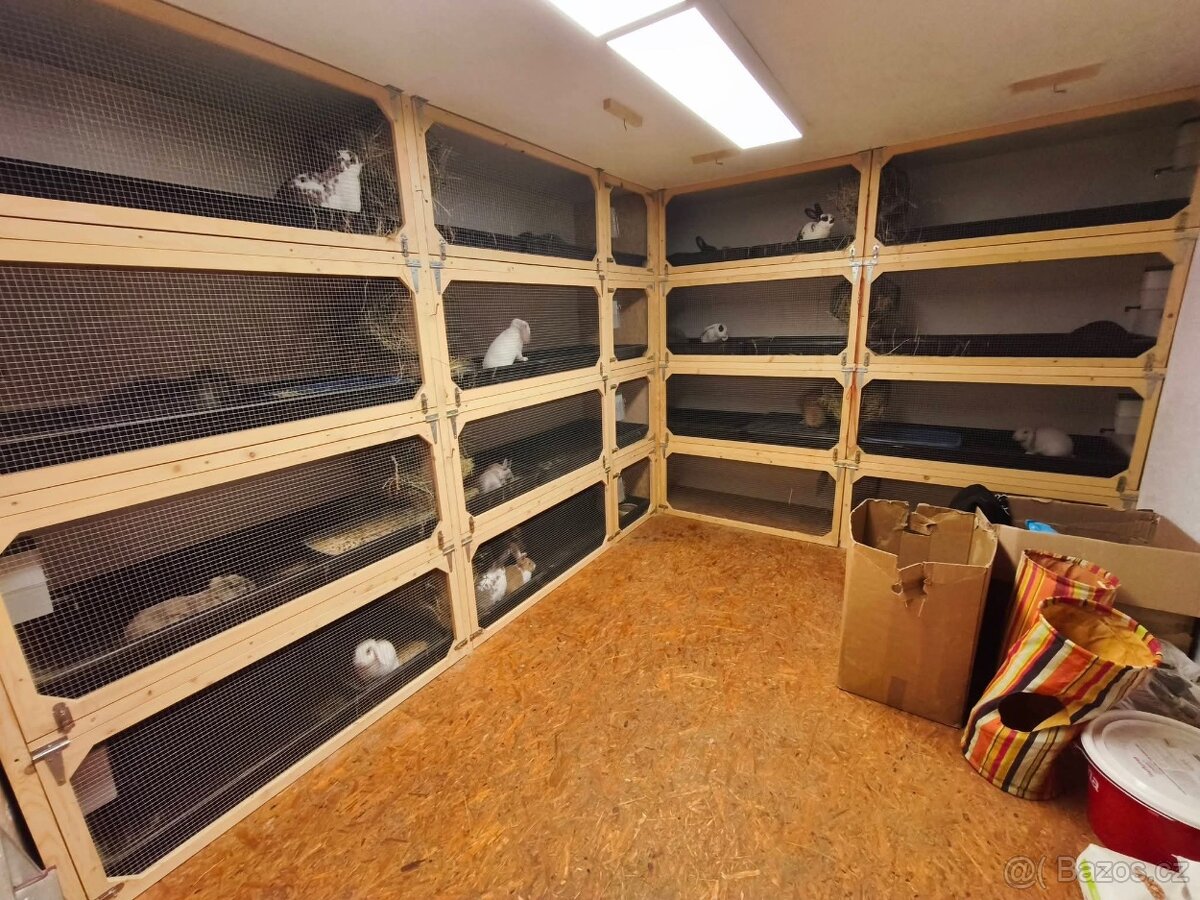 Sportovní králík - 9