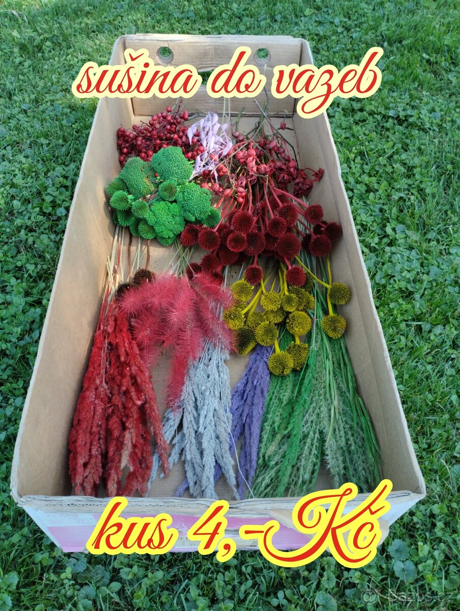 Borovicové šišky - 9