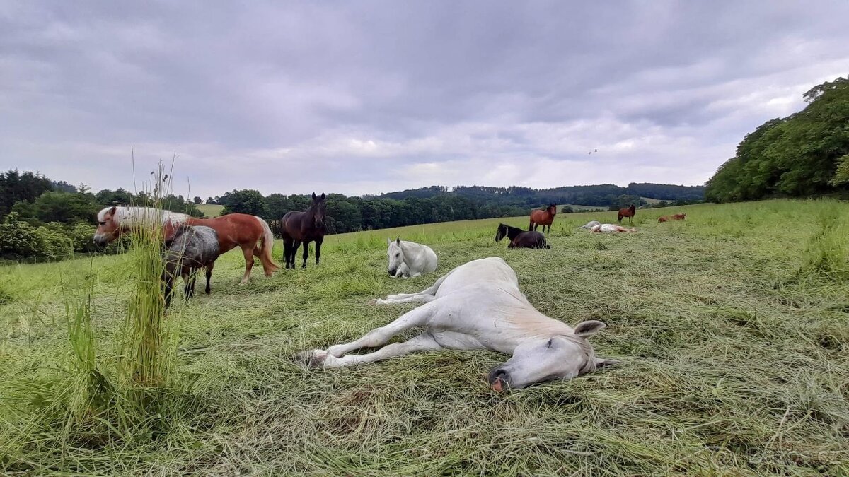Pastevní ustájení v ráji i pro DUŠNÉ koně PRAHA 35 minut - 9