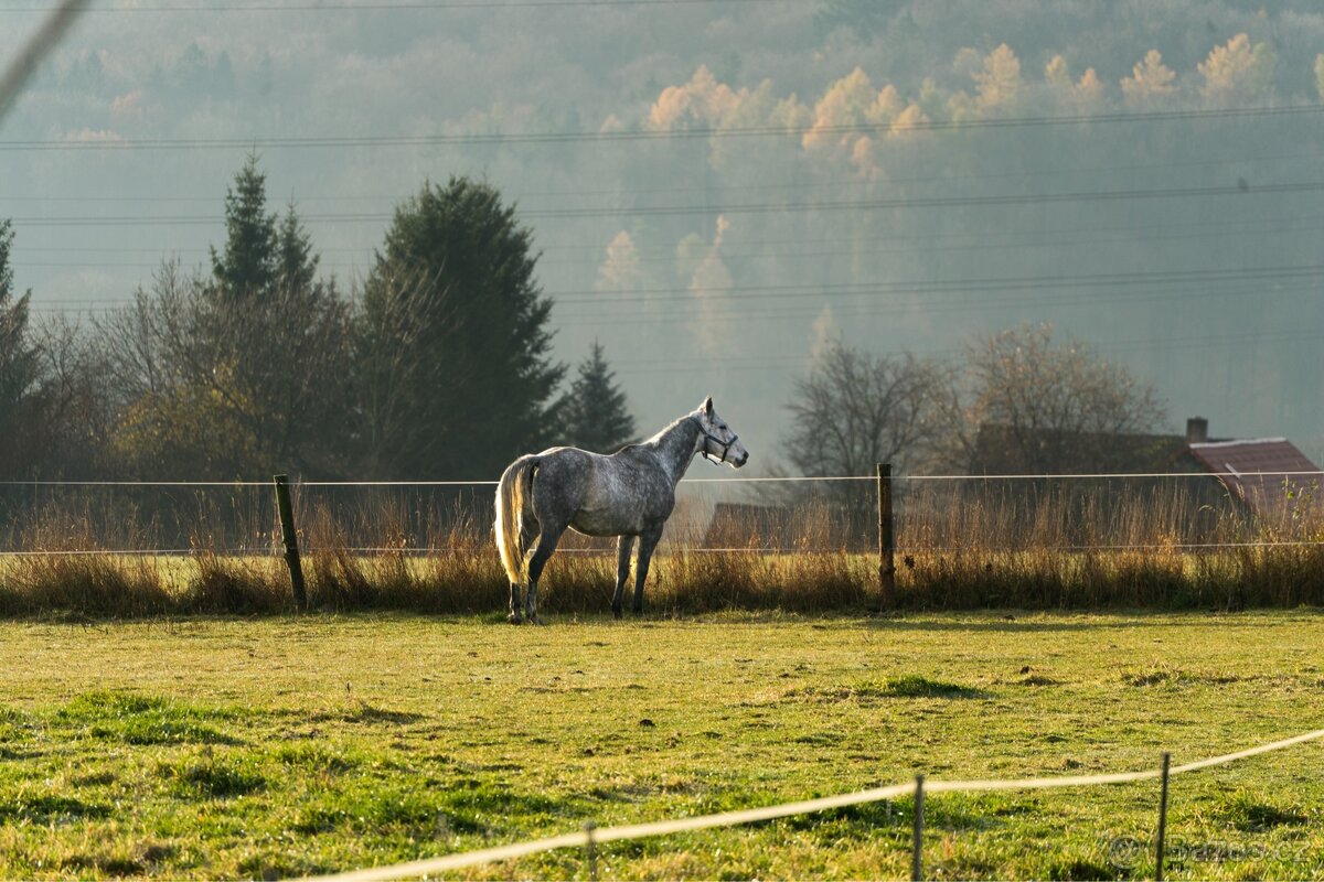 Pronajem úžasné šimličky - 9