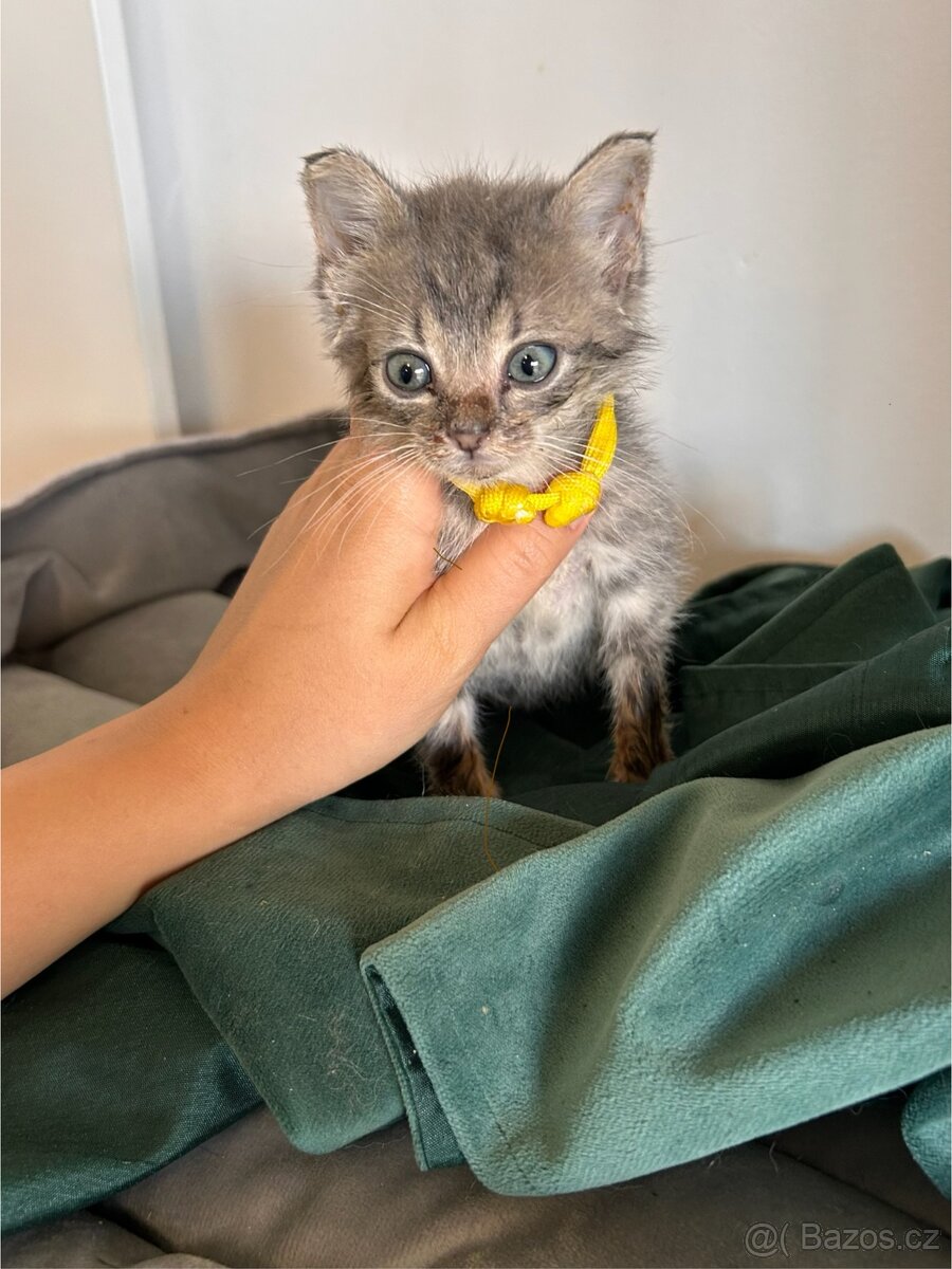 Darujeme koťátka - 9
