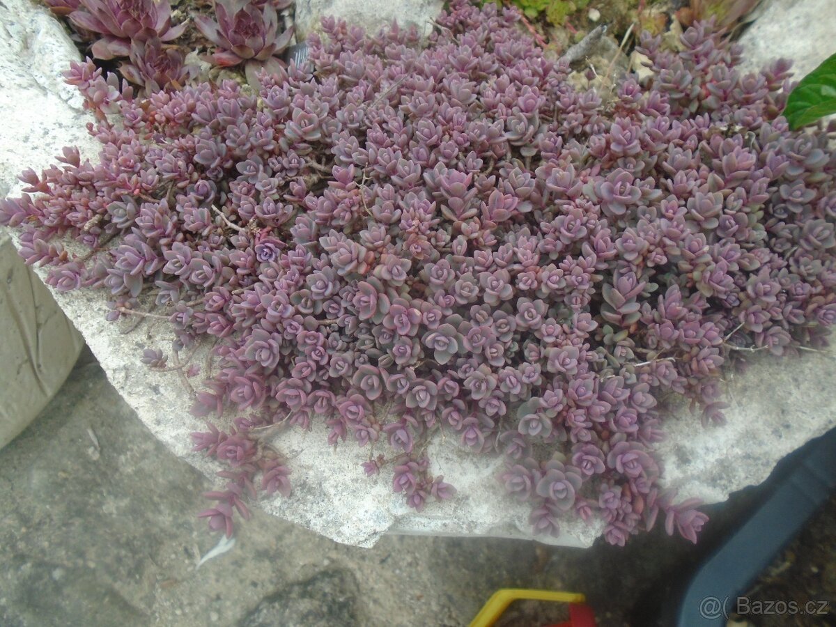 Odolné přebytky ze zahrady - 9