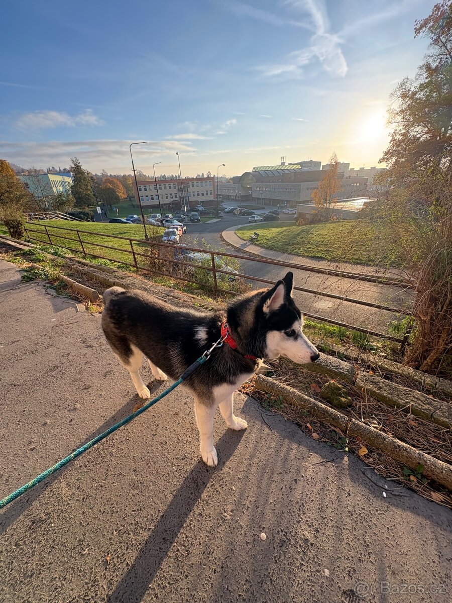 Štěně. Husky s PP 7měsíců 🥲 - 9