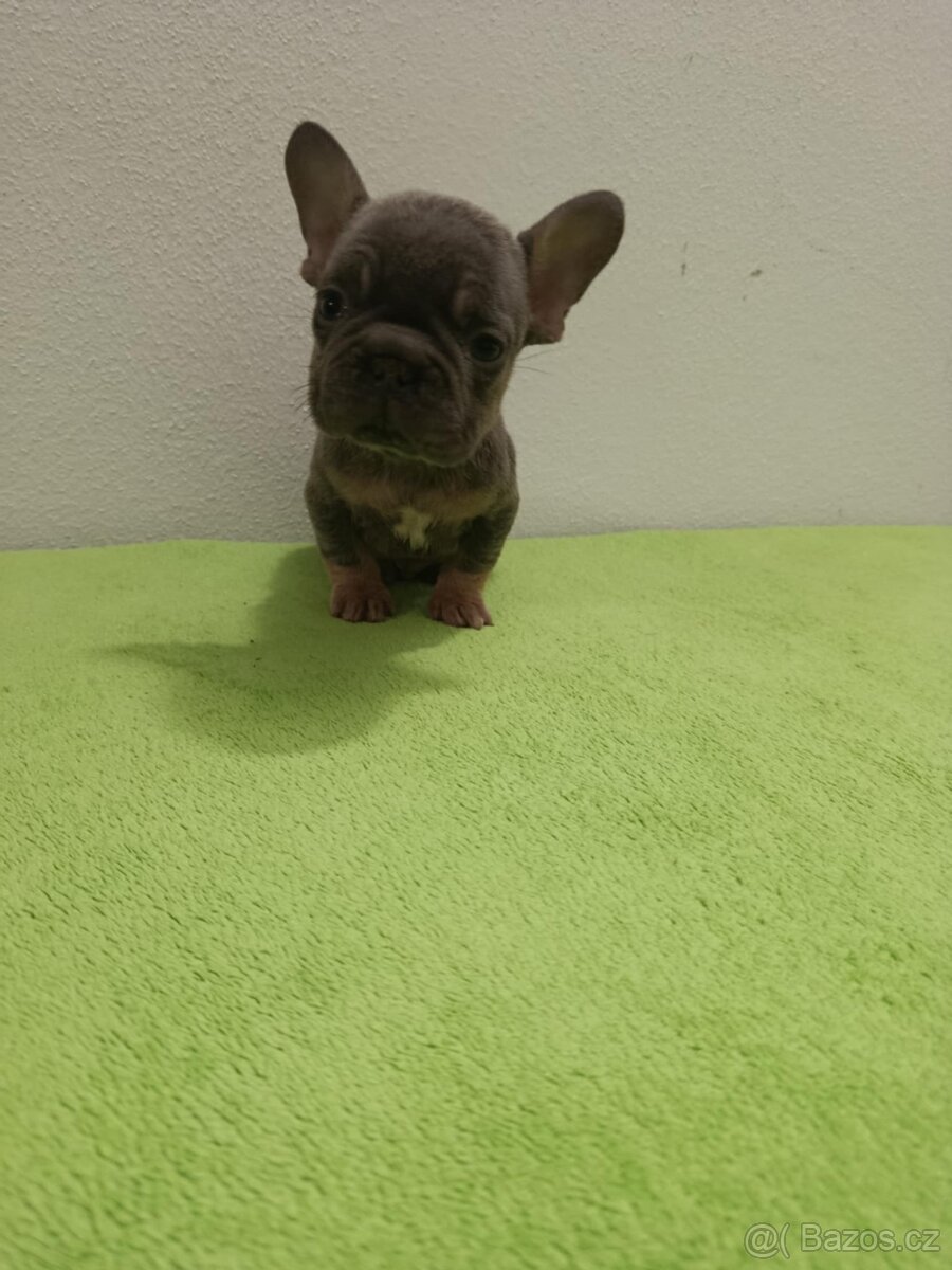 Francouzský buldoček bez pp - 9