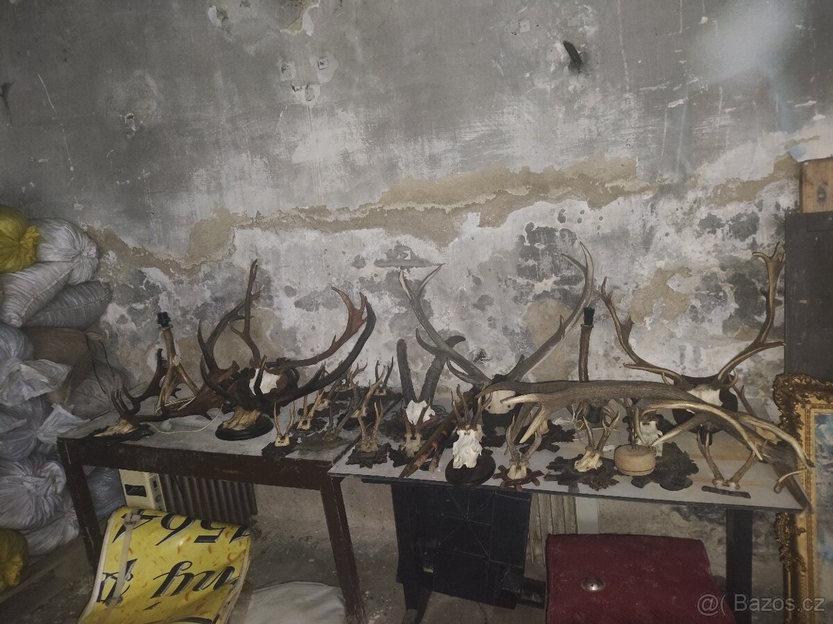 Paroží a trofeje - 9