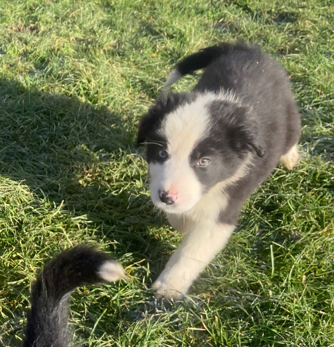 Štěňata border kolie - 9
