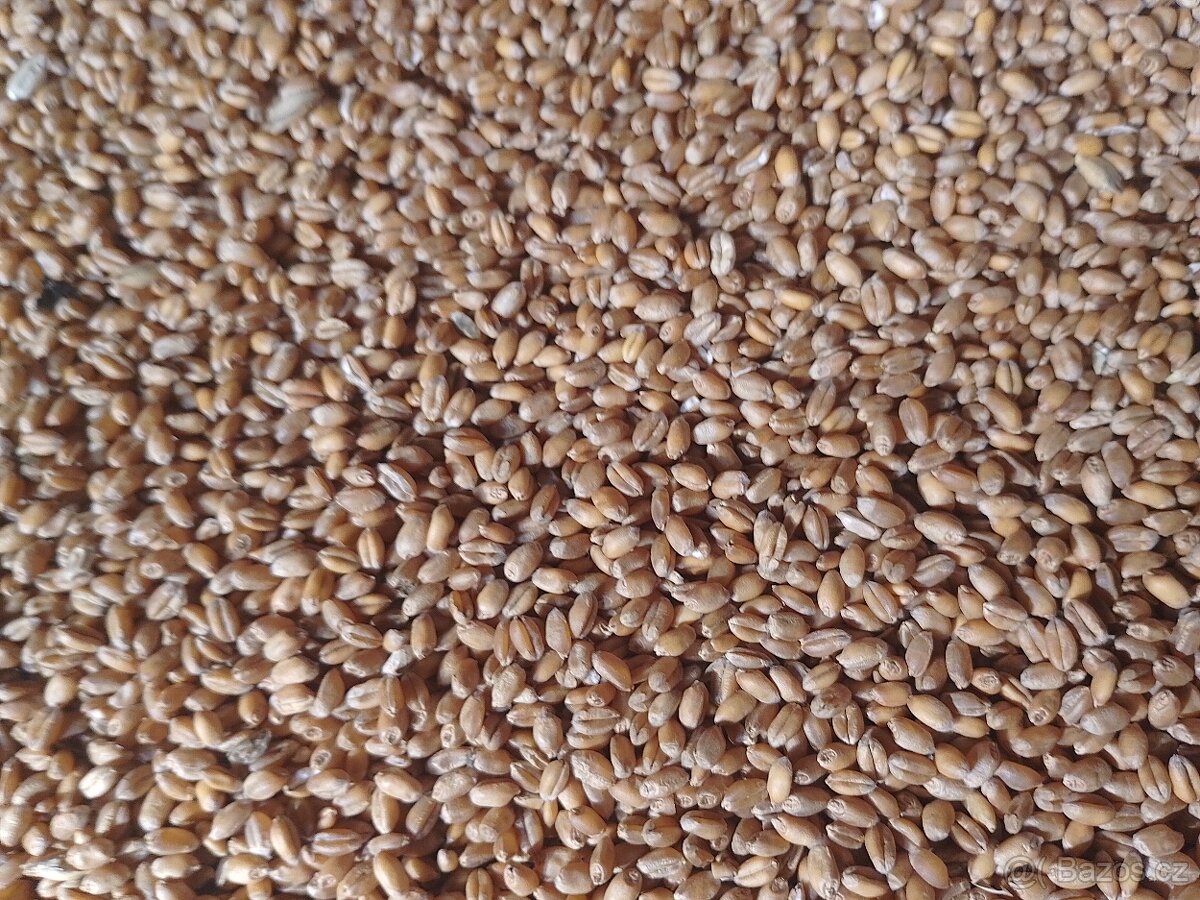 Kukurice mais kukuřici psenice jacmen majs - 9