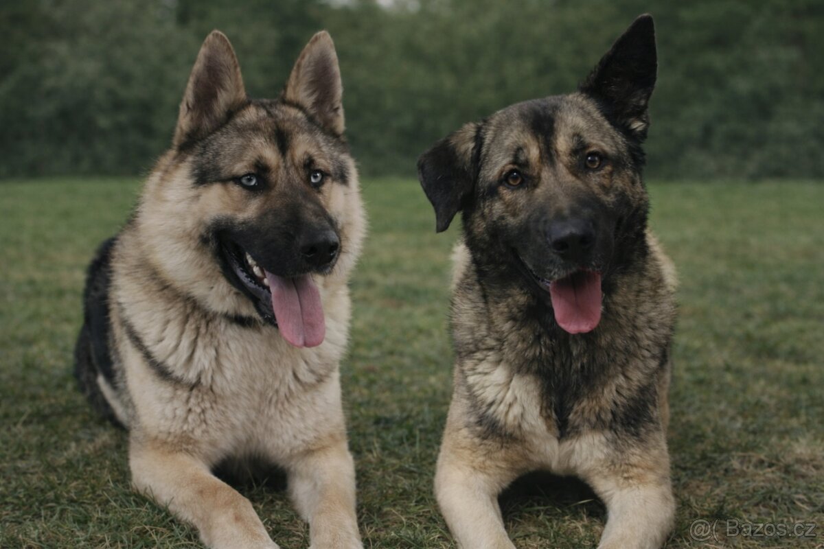 Prodám krásná štěňata - 9