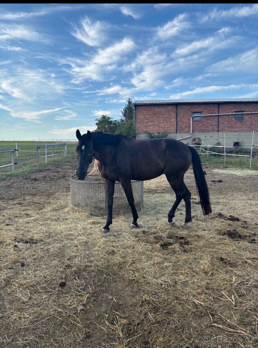 Prodám 8 mi letou kobylu - 9