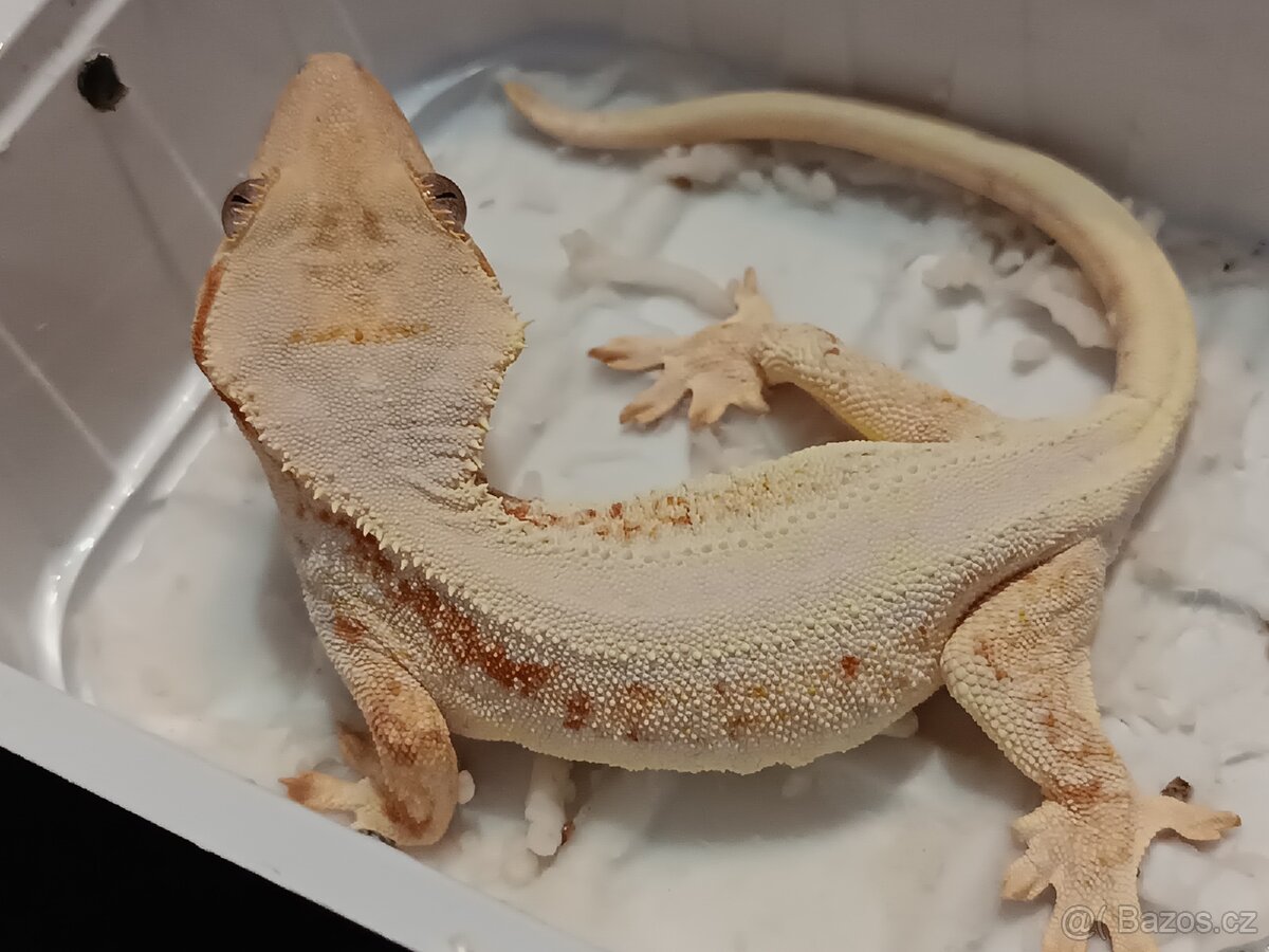 Pagekon řasnatý 2/3 - 9