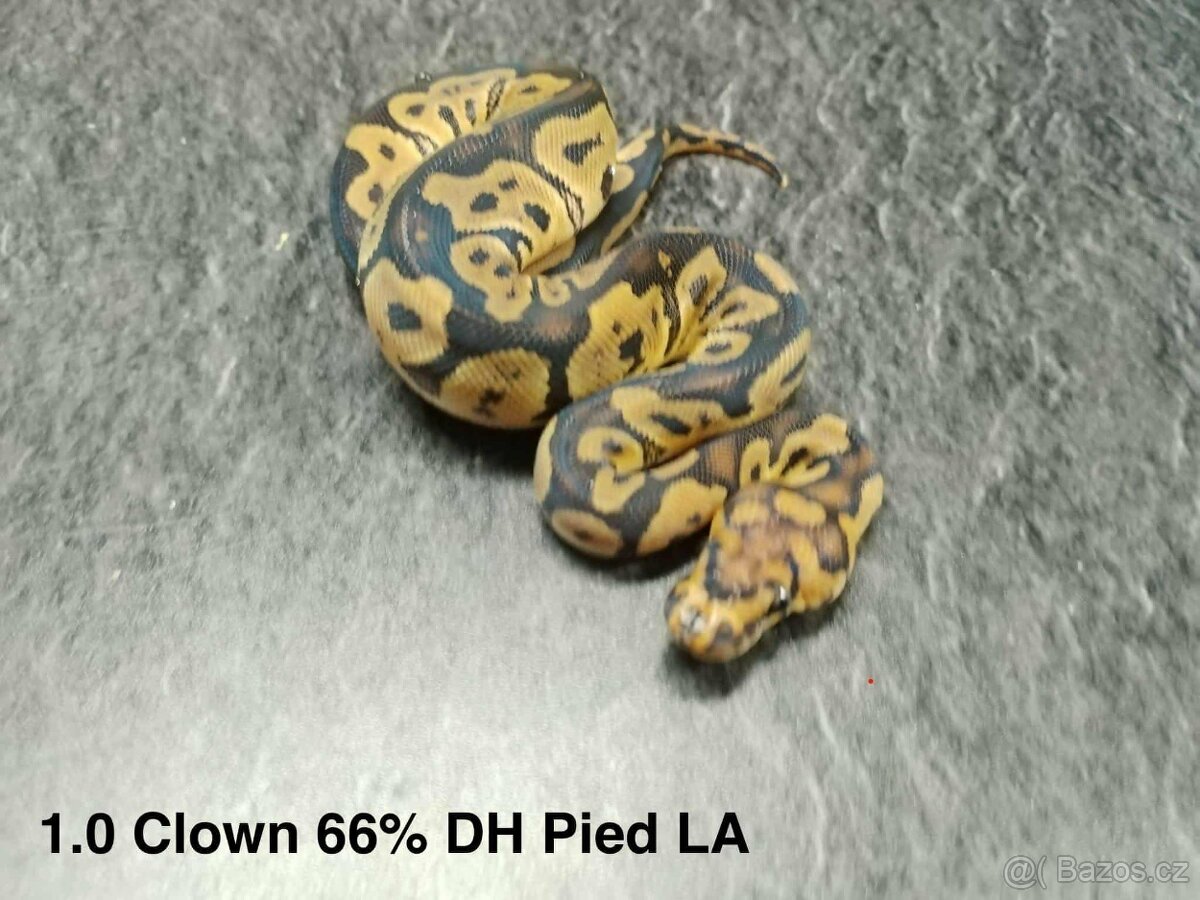 Krajta královská - 9