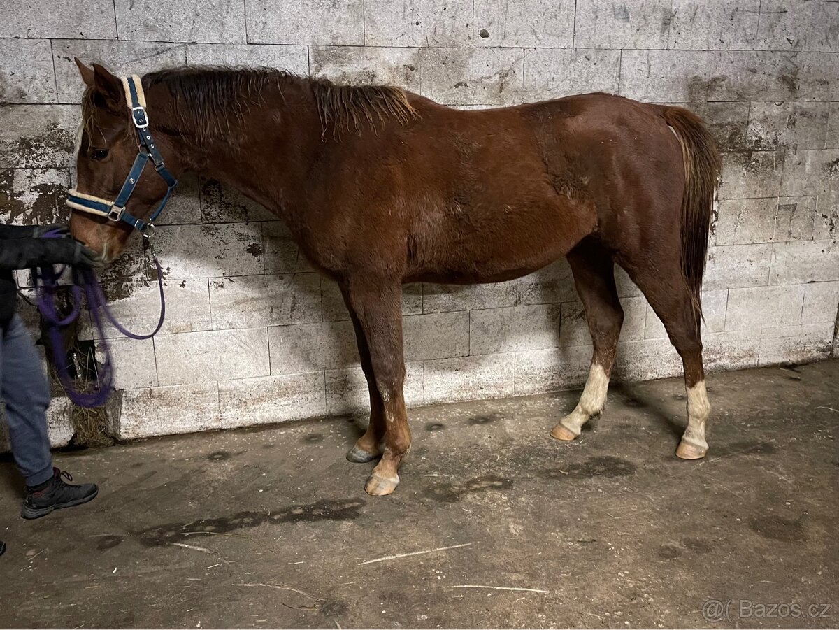 Hřebec po Heartbreak ZH - 9