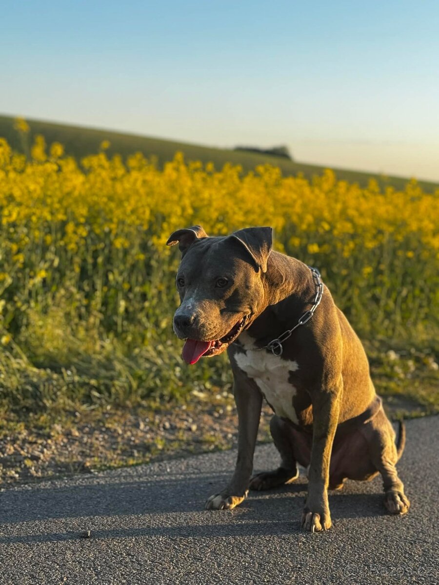 Americký stafordšírský teriér – štěňátka k odběru - 9