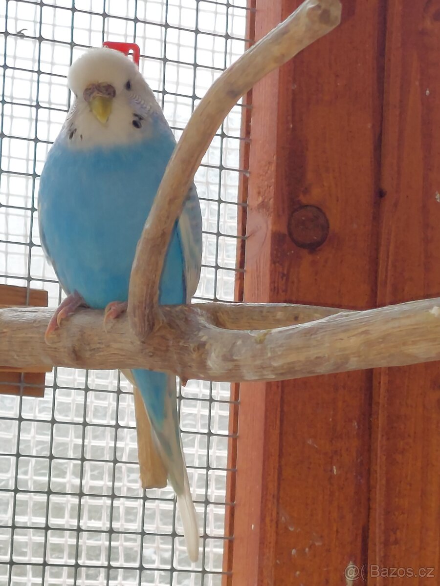 Andulka vlnkovaná - 9