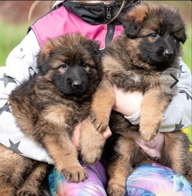 Německý ovčák s PP FCI - 9