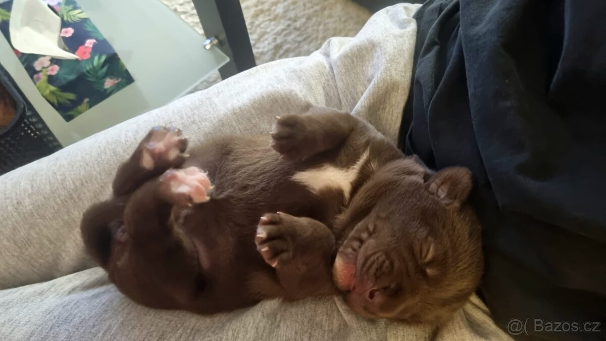 Výmarský ohař x Sibiřský husky - 9