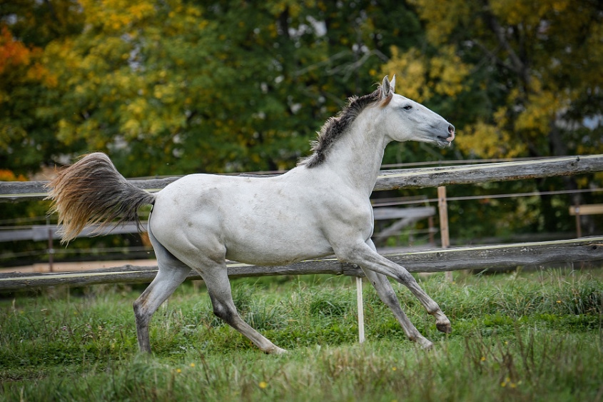 Perspektivní Lusitano klisna - 9