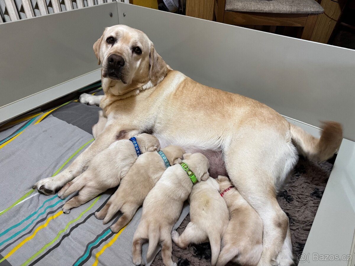 Labradorský retriever s PP - 9
