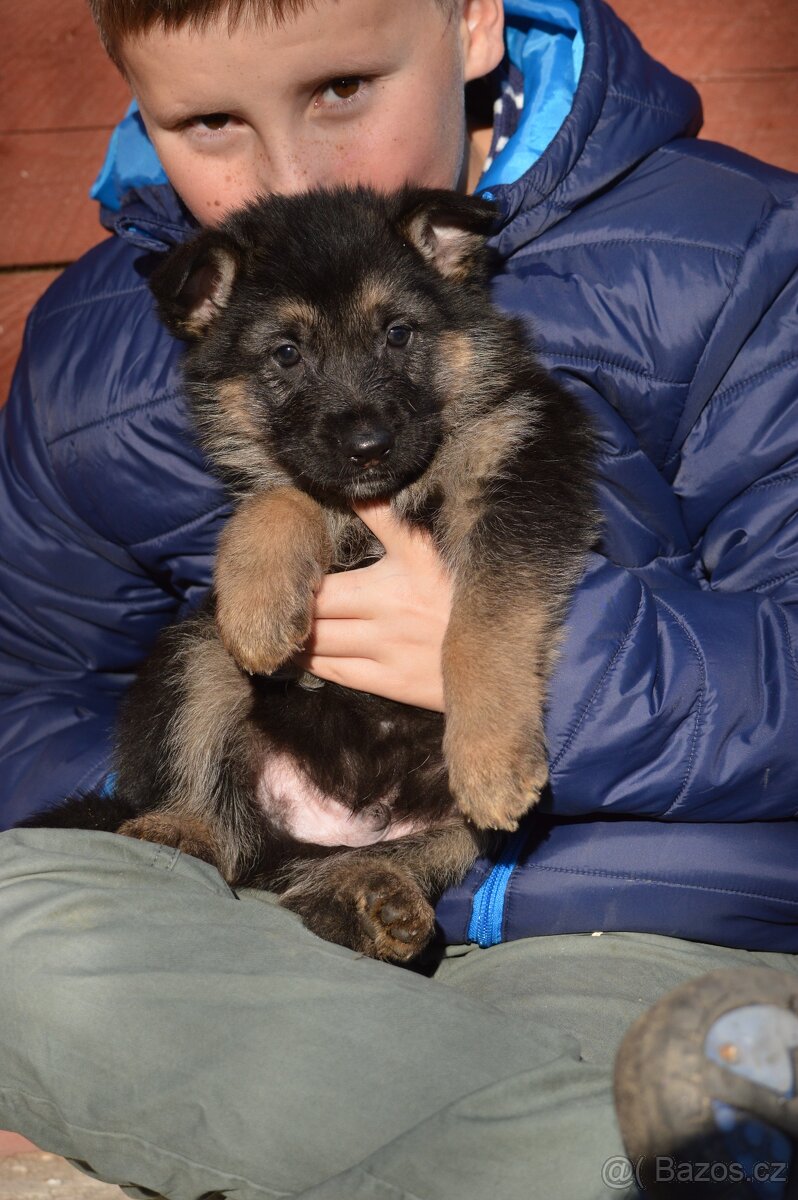 Německý ovčák-štěňata - 9