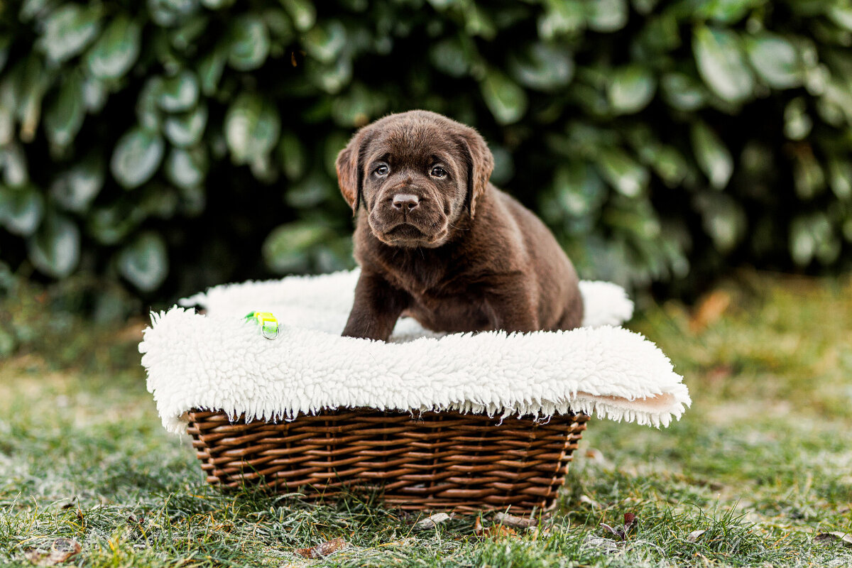 Labrador štěňě s PP - 9