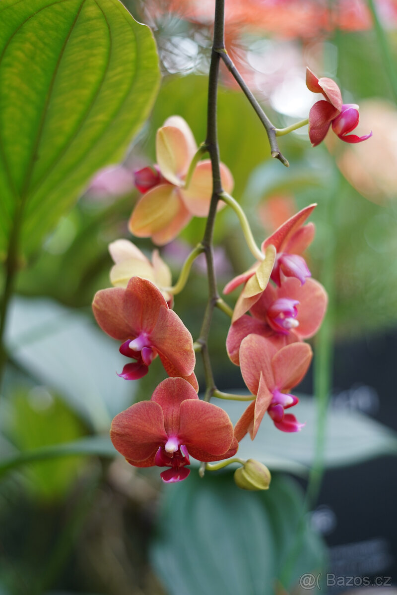 Objektiv Auto Takumar Asahi Optics 55mm f/2 - 9