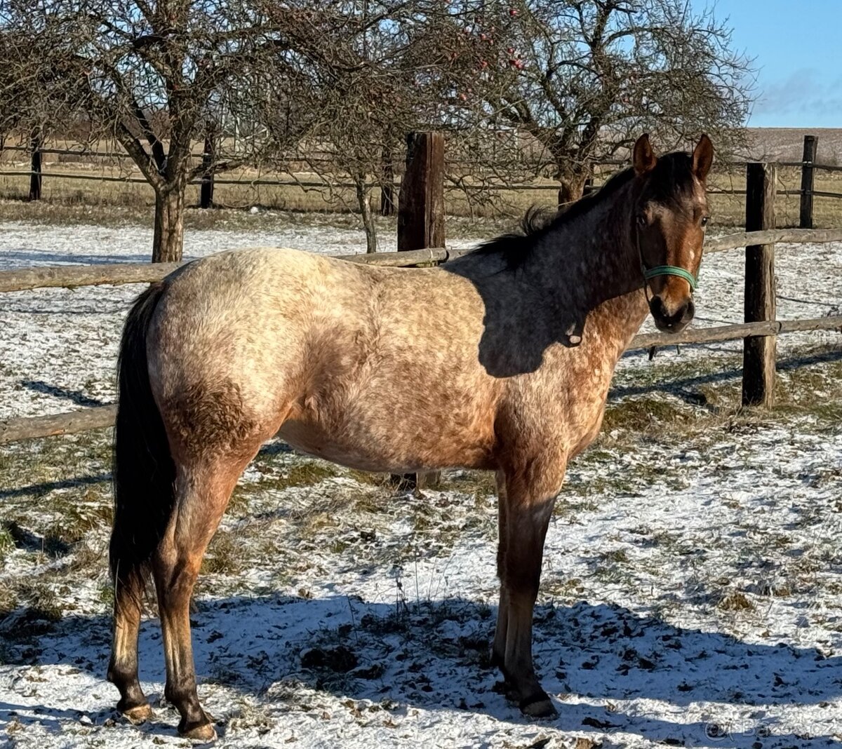 Prodám mladou klisnu zajímavé barvy - 9