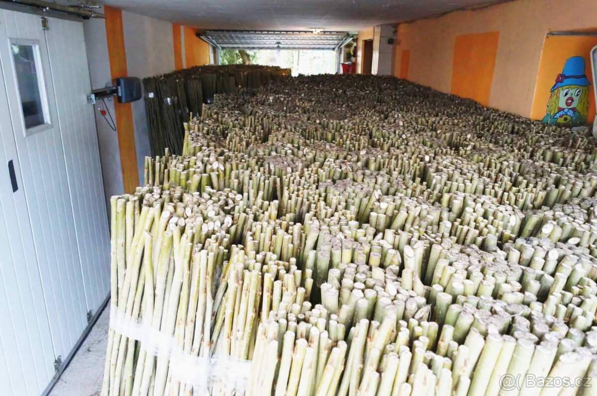 Japonský topol - sadba - 9