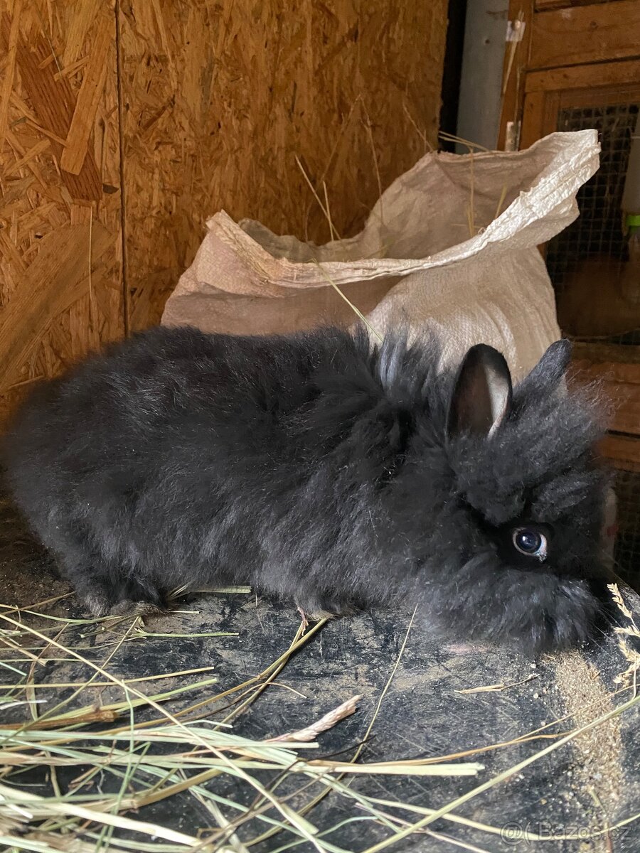 Králíci- zakrslý - 9