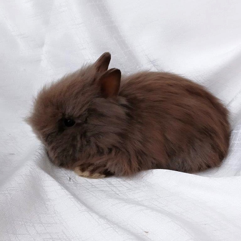 Zakrslí králíčci, beránci a teddy s rodokmenem - 9