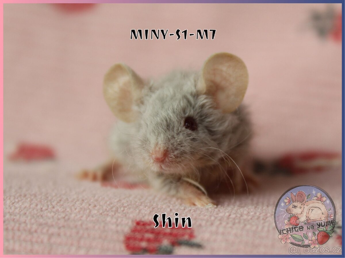 Barevné / fancy myšky - 9