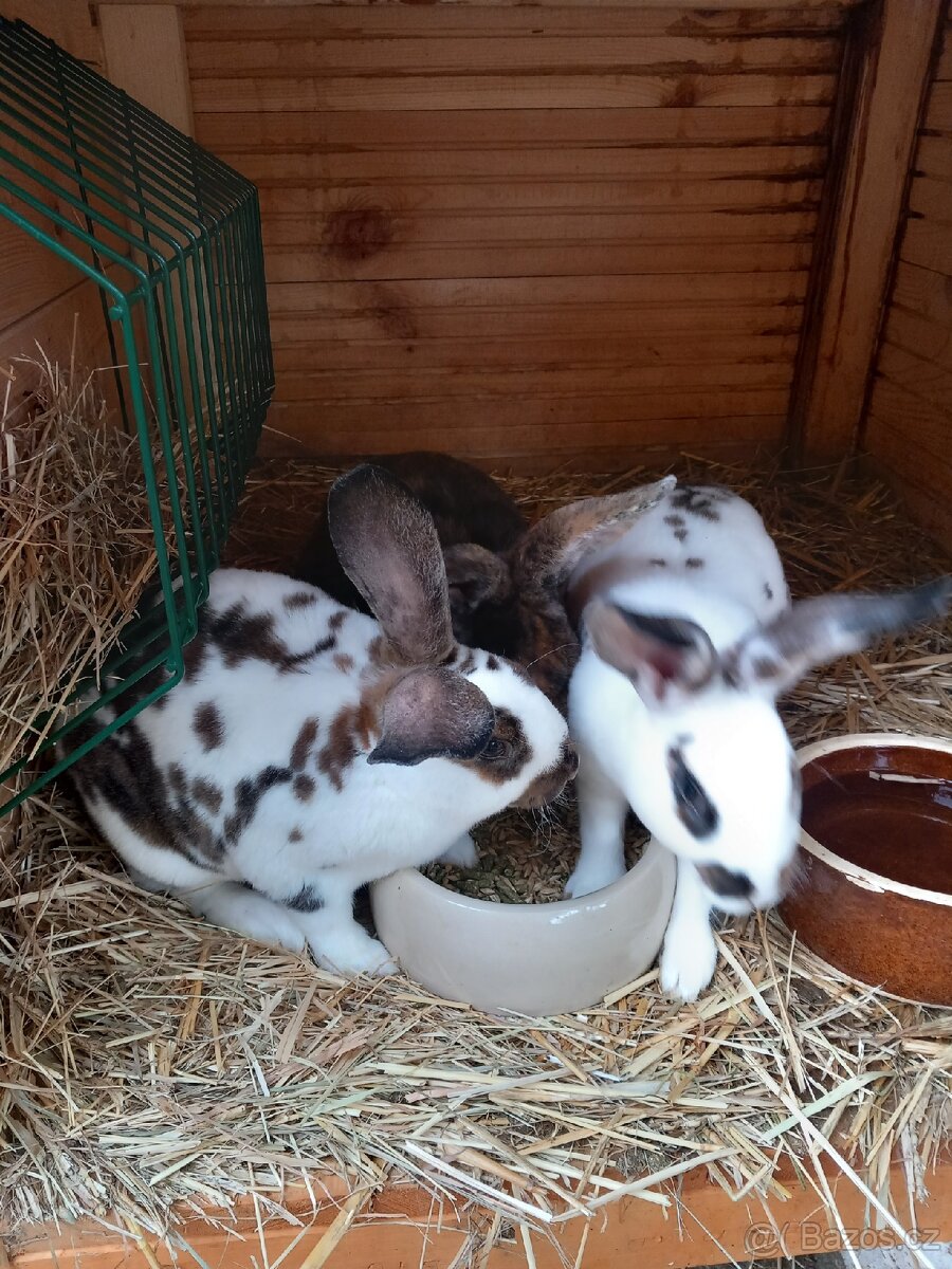 Kralik - Rex, samice,samci - 9