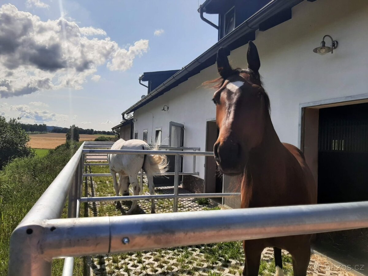 Ustájení koní - 9