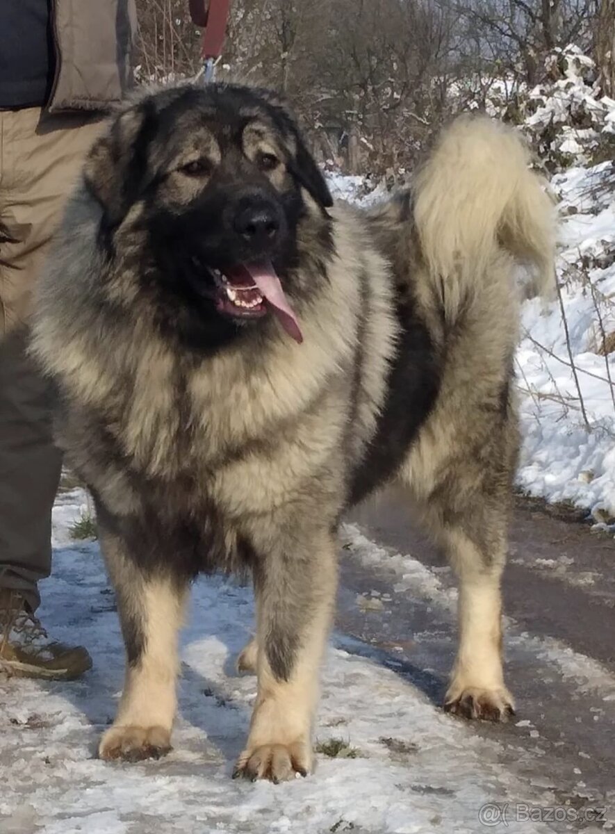 Šteňátko Kaukaz - 9