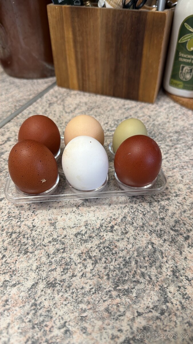 Násadové vejce marans a barevné - 9